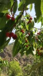 Artvin’de kiraz hasadı başladı