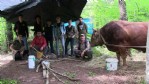 Artvin’de kıran kırana boğa güreşi