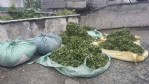Rize’de yaş çay hasadına başlandı