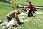 Yaylalarda koyun kırkma zamanı