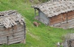 Artvin’de ayıların envanteri çıkartıldı