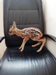 Bulduğu yavru ceylanı bebek gibi besledi