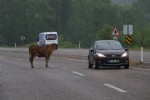 Dikkat yolda inek var!
