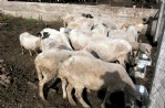 Bu kadar bolluk var ama...