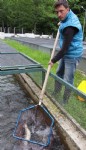 Derelerinin alabalığı Trabzon’dan