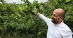 Çocuklar fındık bahçelerinde resim yapıyor