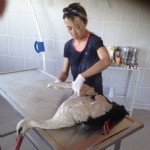 Yaralı leylek ve köpek tedavi edildi