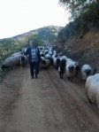 Giresunlu yaylacıların yayla sorunu