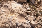 Ilgaz Dağı'nda 60 milyon yıllık deniz fosili