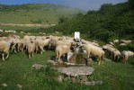Ordu yaylalarına 24 adet kaşınma kazığı