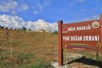 “Yeni Doğan Ormanı” Sinop’ta filizlendi
