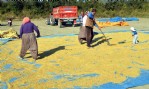 Beyaz altının tarladan sofralara yolculuğu
