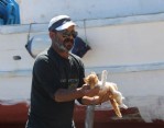 Kediye balıkçılar sahip çıktı