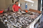 Karadeniz'in balığı kafesten!