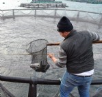 Karadeniz'in balığı kafesten!