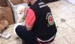 Sınırda süs köpeği operasyonu
