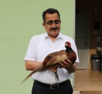 190 bin sülün doğaya salındı