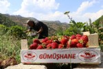 Gümüşhane’de çilek bereketi