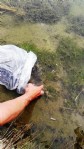 60 bin sazan yavrusu doğaya bırakıldı