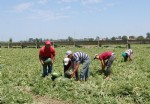 Bafra Ovası’nda karpuz hasadı