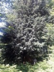 Dünyanın en yaşlı 5 ağacından biri