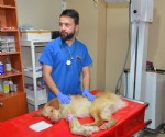 Felçli köpeğe çocuğu gibi bakıyor
