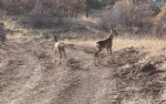 Çorum'da hayvan popülasyonu artıyor