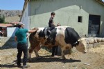 Boğaların 'Şampiyon’u alıcısını bekliyor