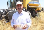 Buğdayın atası ‘Siyez’in hasadı sürüyor