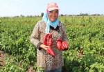 Salçalık biberde hasat zamanı