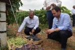 Tokat’ta 18 sofralık üzüm çeşidi deneniyor