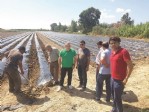 Sungurlu çileği geliştirilecek