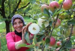 Amasya elması coğrafi işaret yolunda