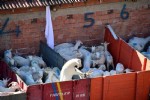 Vezirköprü’de 10 çiftçiye 220 keçi dağıtıldı