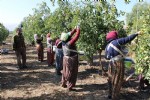 Rüyasındaki meyveden 250 ton üretti