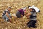 Taşköprü sarımsağında fiyat tartışması