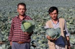 Lahana hasadı başladı
