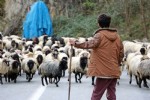 Son yaylacılar da döndü