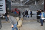 Genç Çiftçilere hayvanları dağıtıldı