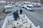 Genç Çiftçilere hayvanları dağıtıldı