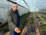 Fındığı kesip çilek üretimine başladı