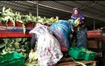Kışlık sebze üreticileri pazar sorunu yaşıyor