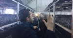 Mantar yetiştiriciliği kursuna yoğun ilgi