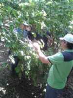 Fındıkta Rekolte Ne Kadır