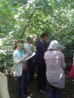 Fındıkta Rekolte Ne Kadır