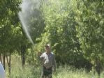 Yeşilyurt Kirazlarında İlaçlamalar Bitti