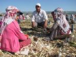 Araban Ovası’ndaki Sarımsak Üretimi 5 Bin Tarım İşçisine İş İmkanı Sağlıyor