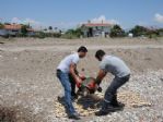 Yaralı Caretta Caretta, Belediye Ekiplerini Harekete Geçirdi