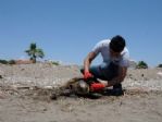 Yaralı Caretta Caretta, Belediye Ekiplerini Harekete Geçirdi