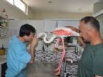 Yaralı Flamingoyu Balıkçılar Kurtardı